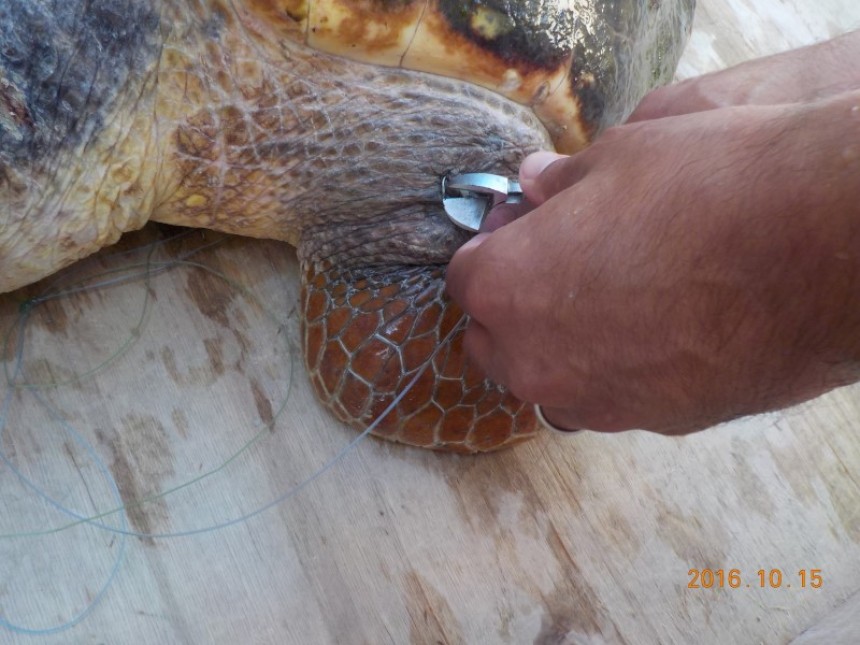 Κι άλλη χελώνα πιασμένη σε αγκίστρι και πετονιά στο Αργοστόλι