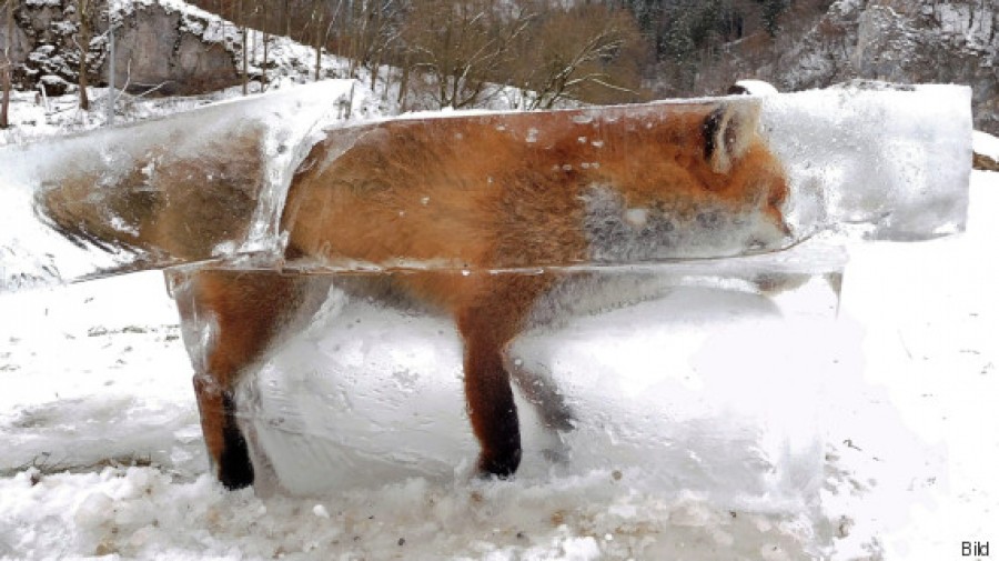 Μια αλεπού παγιδεύτηκε μέσα σε ένα κομμάτι πάγου