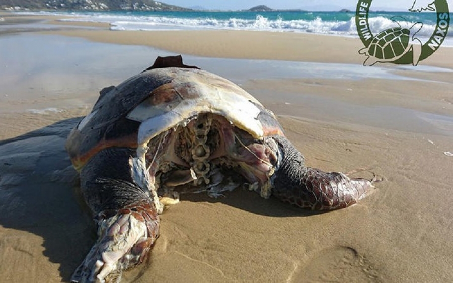 Θηριωδία στη Νάξο: Αποκεφάλισαν 10 θαλάσσιες χελώνες