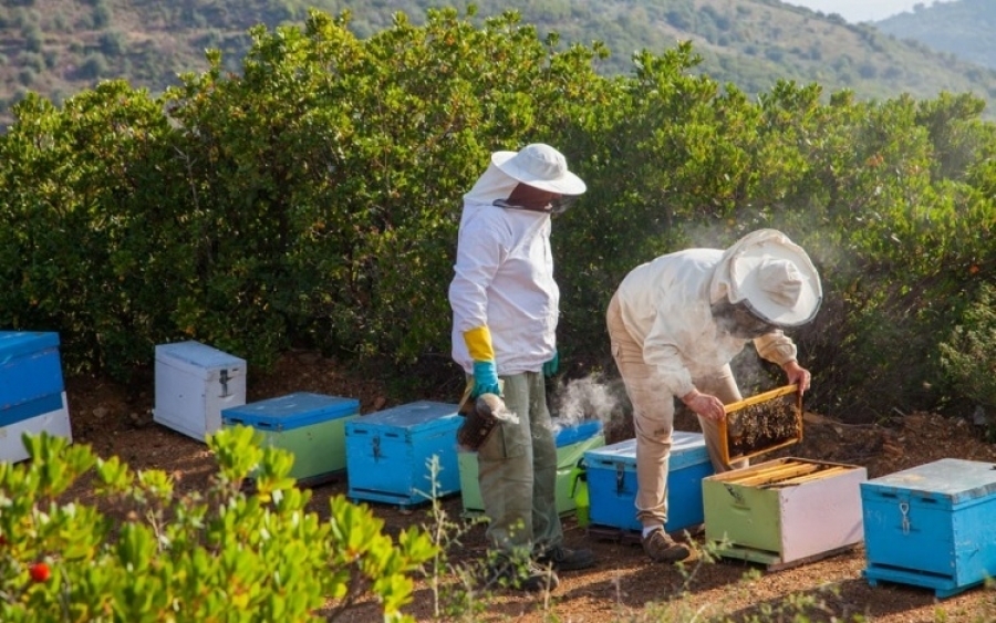 Συλλογή και διάθεση μελιού από τον Μελισσοκομικό Συνεταιρισμό με κοινή ετικέτα