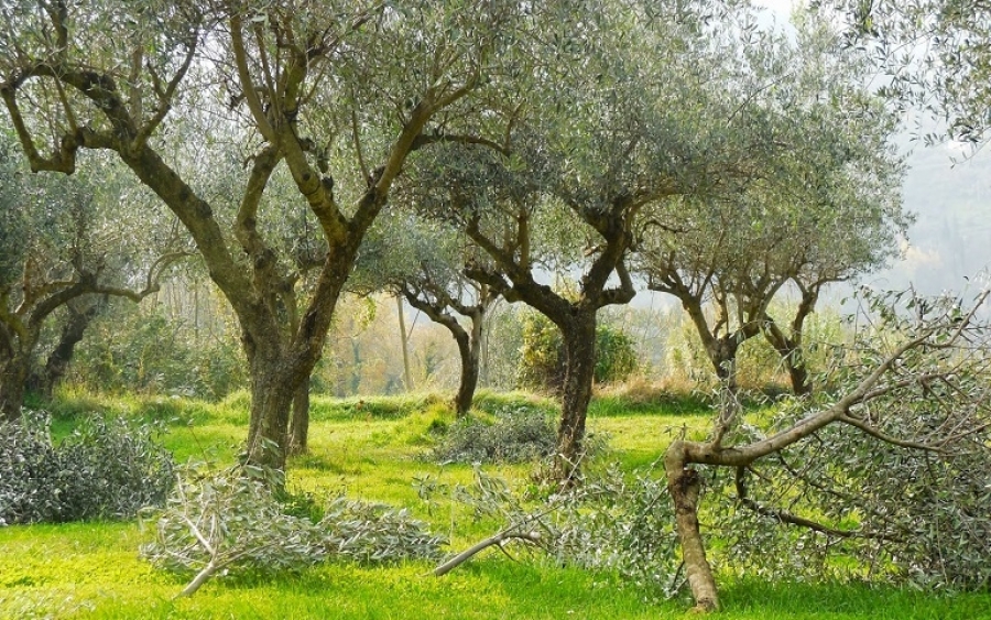 Περιφέρεια: Ενημέρωση για την προστασία των ελαιοδένδρων στην Κεφαλονιά και στην Ιθάκη