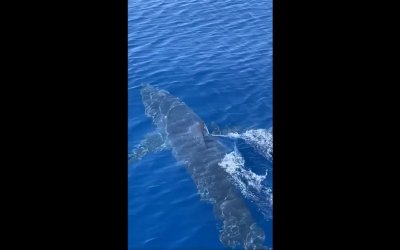 Ζάκυνθος: Καρχαρίας κολυμπάει δίπλα σε σκάφος δύο μίλια από το λιμάνι - Δείτε βίντεο