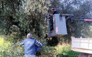 Τρωιαννάτα: Ξεκίνησε το κλάδεμα των δέντρων με τα μηχανήματα του Δήμου Αργοστολίου (εικόνες)
