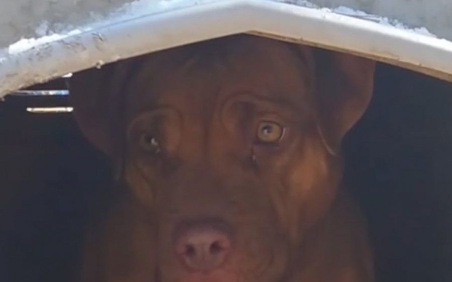 «Αφού δεν με ήθελες γιατί με πήρες;» – Ένα συγκλονιστικό βίντεο για τα παραπεταμένα σκυλιά του κήπου!