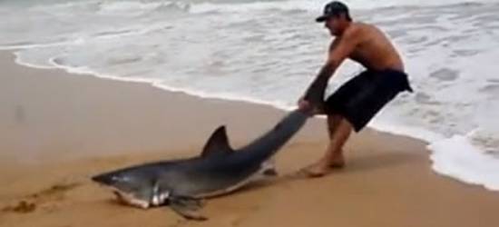 Άντρας τράβηξε με τα χέρια του καρχαρία πίσω στο νερό για να τον σώσει [VIDEO] 