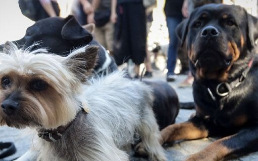 Μαγνησία: Παράνομη εξαγωγή ζώων συντροφιάς -Βρέθηκαν δεκάδες σκυλιά σε βαν