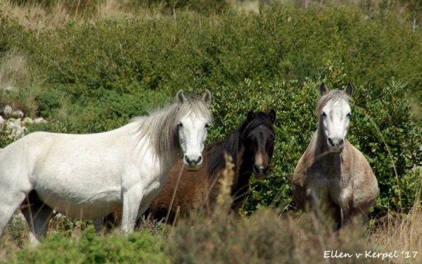 7+1 νέες εικόνες από τα ξεχωριστά άλογα του Αίνου