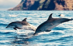 Νεκρό δελφίνι ξεβράστηκε στην παραλία της Σκάλας (Προσοχή! Σκληρές εικόνες)