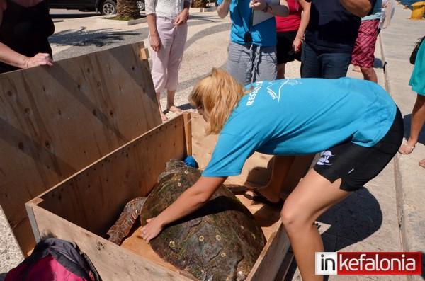 Καρέ - καρέ η εξέταση θαλάσσιας χελώνας στην παραλιακή (εικόνες)