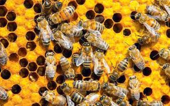 O Eνιαίος Aγροτικός Συνεταιρισμός  ενημερώνει  για την προστασία των μελισσών