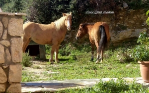 Τα άλογα του Αίνου κατέβηκαν στην Πάστρα (εικόνες)