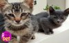 myPET : Χαρίζονται δύο μικρά γατάκια (007)