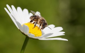 Τρωιαννάτα: Ενημέρωση - Σεμινάριο με θέμα: «Γνωριμία με την μέλισσα»