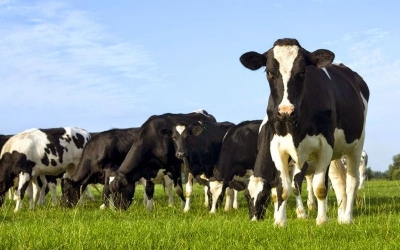 Περιφέρεια: Υποχρεωτικός ο εμβολιασμός των βοοειδών για όλες τις ηλικίες των ζώων