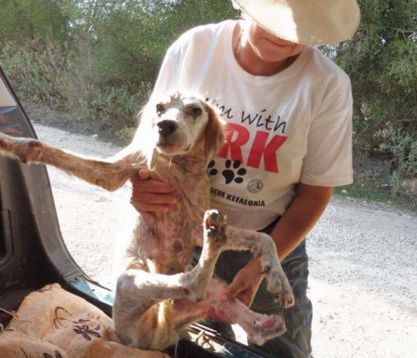 Βρέθηκε σκυλίτσα σκελετωμένη και με κομμένη την πατούσα στον Πόρο