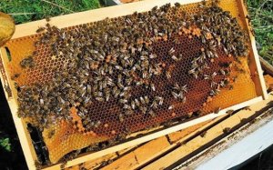 Ε.Α.Σ.: Παράταση για τον εξοπλισμό διευκόλυνσης μετακινήσεων Μελισσοκυψελών