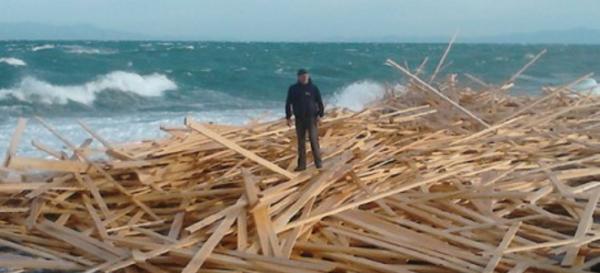 «Ξινά» τα ξύλα που ξέβρασε η θάλασσα στη Λέσβο -Η εφορία έκανε ντου