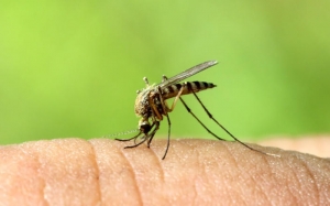 Πως ν’ απαλλαγείτε από τη φαγούρα του τσιμπήματος των κουνουπιών