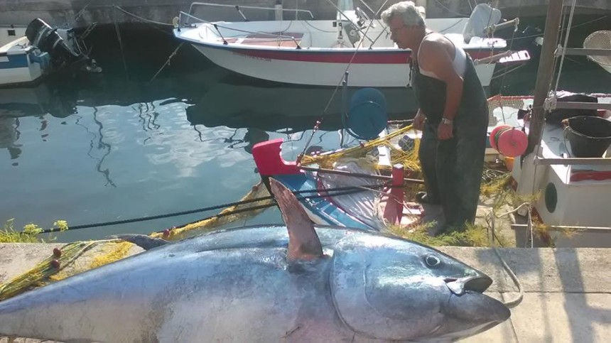 Τόνος 220 κιλών ψαρεύτηκε στην Κεφαλονιά από Ληξουριώτη ψαρά (εικόνες)