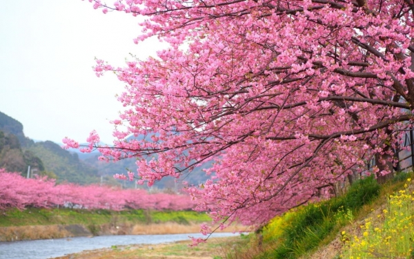Οι κερασιές άνθισαν πρόωρα στην Ιαπωνία, η Ανοιξη έρχεται...