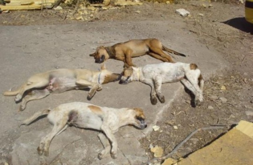 Δηλητηρίασαν σκυλιά και γάτες στο Ρίο