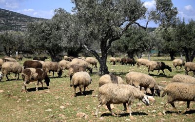 Κουρής : Έλεγχοι, αποζημιώσεις και άνοιγμα σφαγείων – Τι γίνεται με το τρίτο κρούσμα ευλογιάς (COSMOS 96,5)