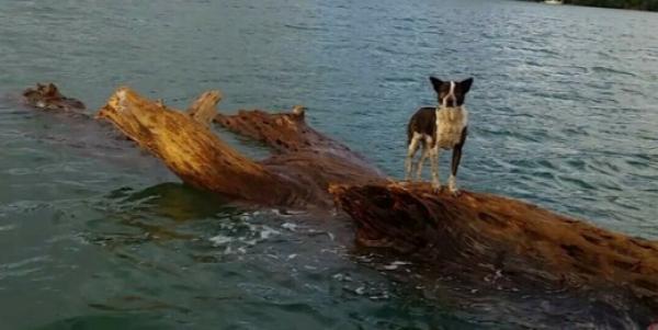 Σκύλος-ναυαγός βρέθηκε να ταξιδεύει πάνω σε κορμό