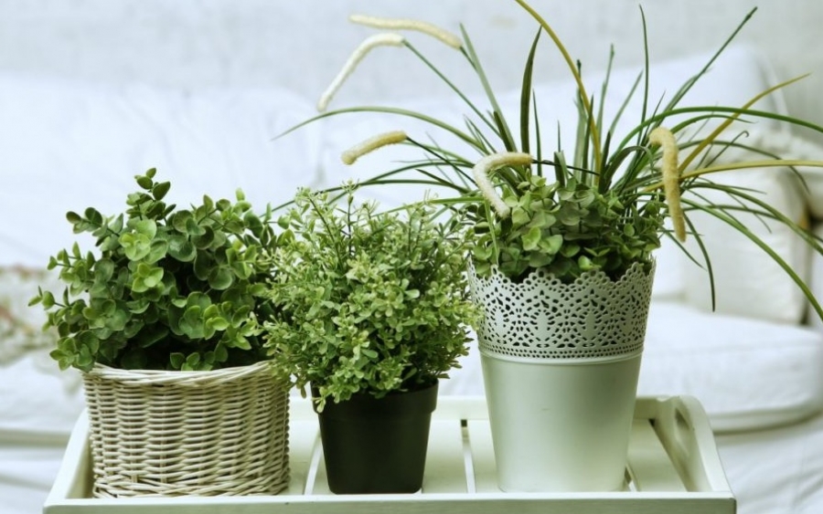 Τα Καλύτερα Φυτά που Μπορείτε να Βάλετε και στο Υπνοδωμάτιο!