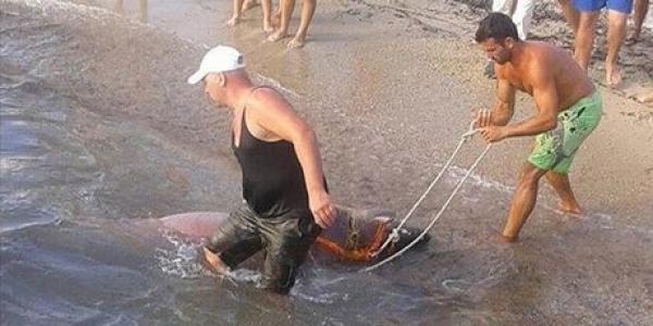 Χαλκιδίκη: Ψαράς έπιασε σκυλόψαρο τριών μέτρων και το τράβηξε στην ακτή με σχοινί! (εικόνες)