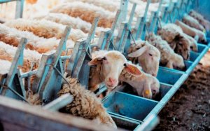 Ε.Α.Σ.: Πληρωμή ζωοτροφών στους ντόπιους Κτηνοτρόφους