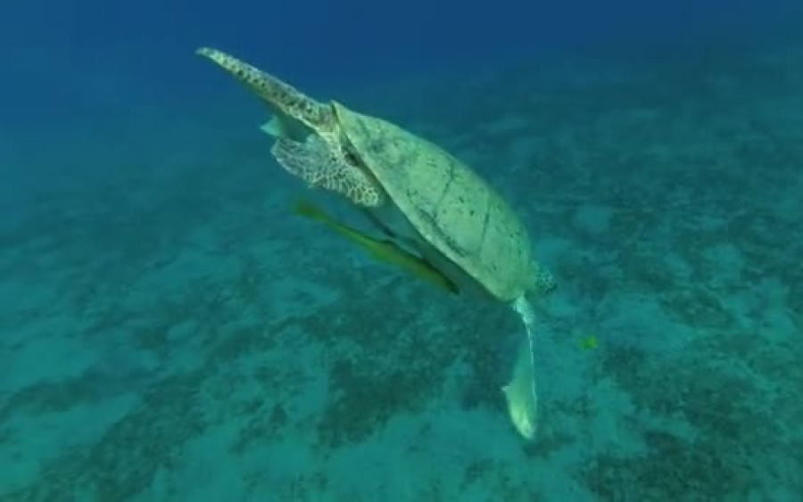 Θαλάσσια χελώνα &quot;Μύδας&quot; εντοπίστηκε νεκρή στην Ιθάκη