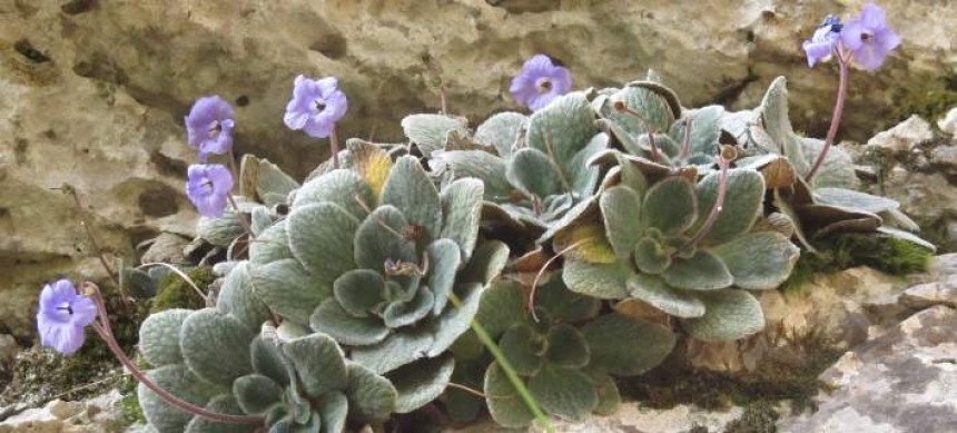 Το μοβ λουλούδι που βγαίνει μόνο στον Όλυμπο -Δεν υπάρχει πουθενά αλλού στον κόσμο [εικόνες]