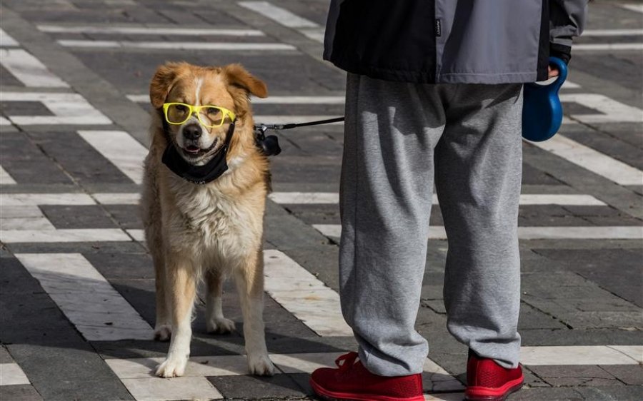 Δήμος Ληξουρίου: Ξεκινάει το πρόγραμμα ομαδικών στειρώσεων αδέσποτων ζώων