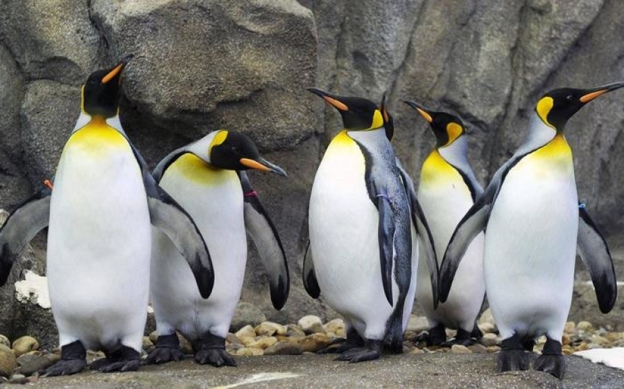 Καναδάς:Το πολικό ψύχος χάλασε και τα «σουλάτσα» των βασιλικών πιγκουίνων