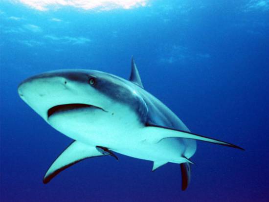 35 είδη καρχαρία στα ελληνικά νερά 