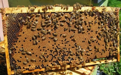 Τραγωδία άνευ προηγουμένου στην Εύβοια: Πέθανε από τσιμπήματα μελισσών που απελευθερώθηκαν μετά από τροχαίο