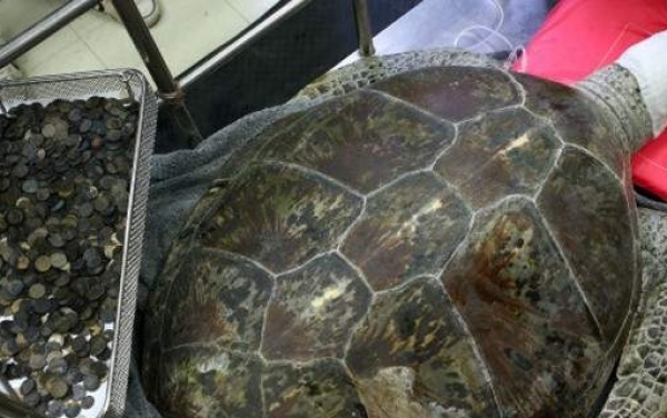 Πέθανε τελικά η θαλάσσια χελώνα που κατάπινε νομίσματα που έριχναν οι τουρίστες [εικόνες]