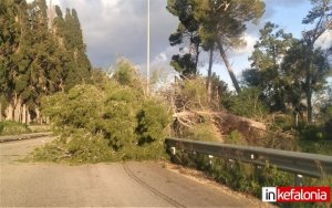 Αργοστόλι: Πτώση δέντρου λόγω των ισχυρών ανέμων στον Κούταβο (εικόνες)