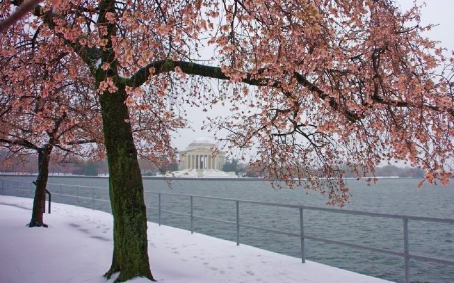Ο χιονιάς στην Ουάσιγκτον δεν κατάφερε να «νικήσει» τις διάσημες κερασιές