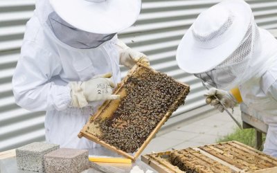 H Διεύθυνση Αγροτικής Οικονομίας Κεφαλονιάς για τα προγράμματα Μελισσοκομίας
