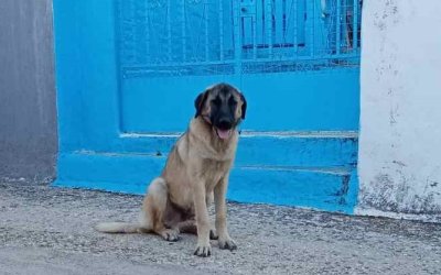 Αναζητούνται οι ιδιοκτήτες σκύλων στην περιοχή της Σάμης