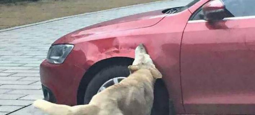 Οδηγός κλώτσησε σκύλο για να παρκάρει- Εκείνος έφερε την... παρέα του και του κατέστρεψαν το αμάξι [εικόνες]