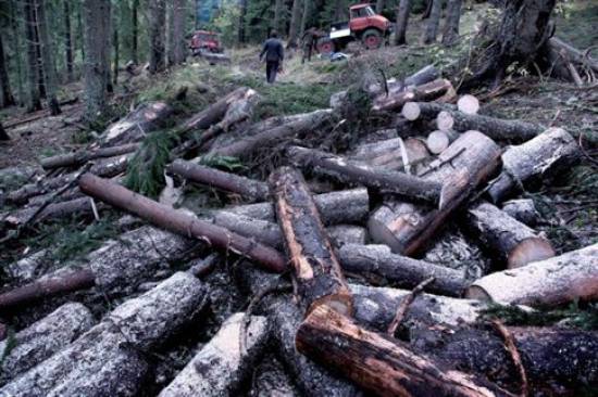Κομμένα δέντρα στην Ελατιά Δράμας. Η κρίση απειλεί τώρα και τα δάση