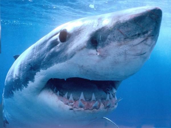 Καρχαρίας 4,5 μέτρων κατασπάραξε 17χρονο στην Αυστραλία
