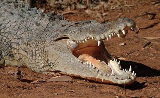 Αυστραλία: Κροκόδειλος άρπαξε 12χρονο ενώ αυτός κολυμπούσε σε λίμνη