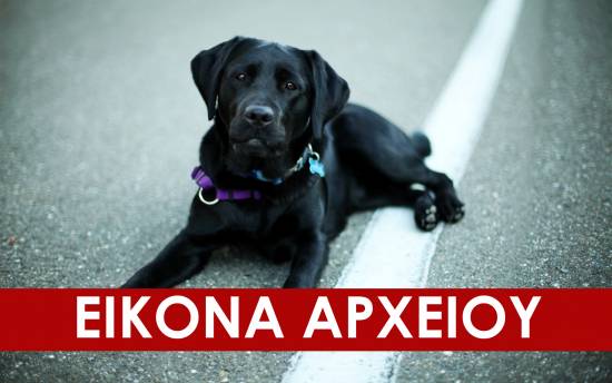 Βοηθήστε να εντοπιστεί η μαύρη σκυλίτσα που περιφέρεται στο Αργοστόλι