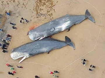 Γιατί τα ζευγάρια φάλαινες πεθαίνουν μαζί. Τι συνέβη όταν μια φάλαινα έπεσε σε μια ξεχασμένη νάρκη και βαριά τραυματισμένη βγήκε στην ακτή...