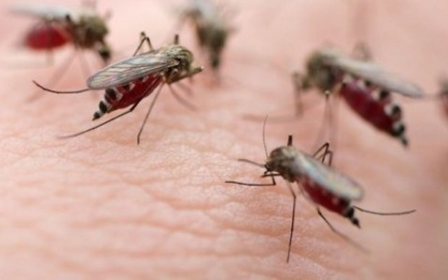 Κουνούπια: 5 άμεσες και φυσικές λύσεις για τα τσιμπήματα