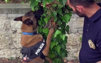 Ο αστυνομικός σκύλος που εντόπισε ακόμη έναν διακινητή ναρκωτικών στην Κυλλήνη