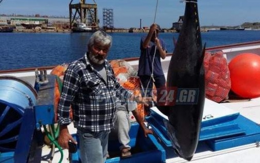 Ο ψαράς του καλοκαιριού: «Σήκωσε» δύο τόνους 470 κιλών συνολικά και τους πούλησε στην Ιαπωνία
